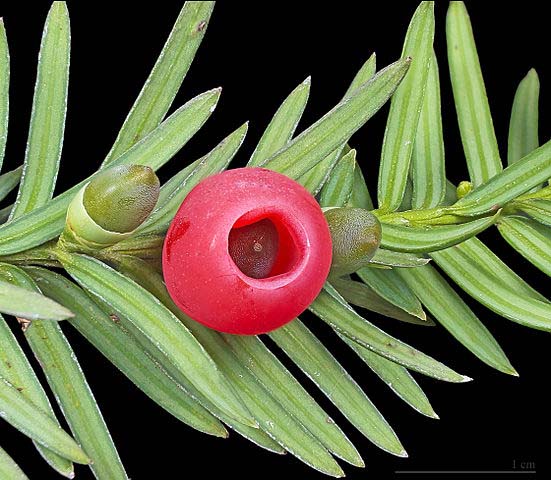 Yew Tree Leaves and Aril, yew tree, tutorial, daggerandbrush, wargaming, 28mm, hollow trunk, bark texture, large tree, fimo, mushrooms, fallen branches