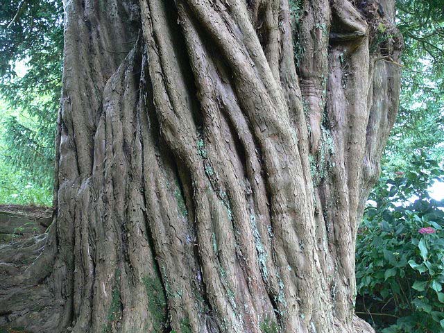 Yew Tree Trunk, yew tree, tutorial, daggerandbrush, wargaming, 28mm, hollow trunk, bark texture, large tree, fimo, mushrooms, fallen branches