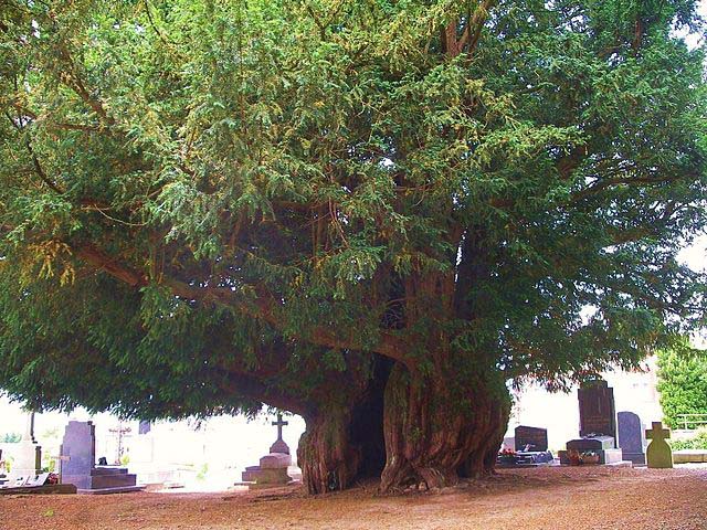 Yew Tree, yew tree, tutorial, daggerandbrush, wargaming, 28mm, hollow trunk, bark texture, large tree, fimo, mushrooms, fallen branches