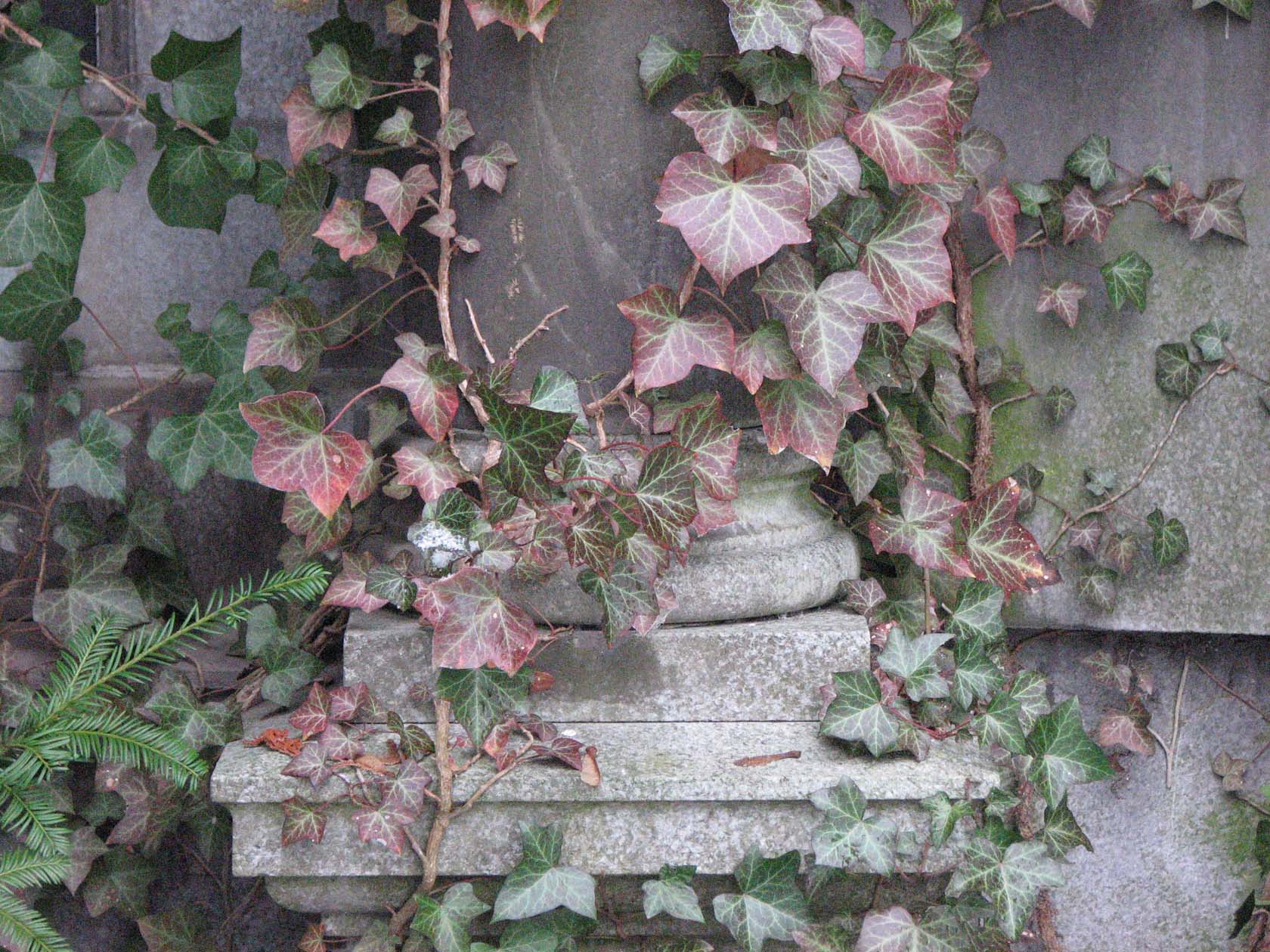 ivy on stone, pillar, daggerandbrush
